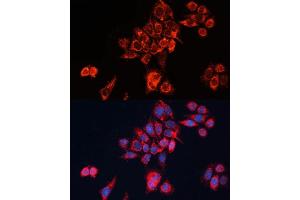 Immunofluorescence analysis of HeLa cells using GN Polyclonal Antibody (ABIN7267538) at dilution of 1:100 (40x lens). (GNAI2 Antikörper  (AA 1-355))