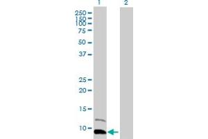 Western Blot analysis of PPBP expression in transfected 293T cell line by PPBP MaxPab polyclonal antibody.