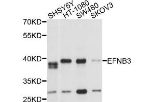 Western blot analysis of extracts of various cells, using EFNB3 antibody. (Ephrin B3 Antikörper)