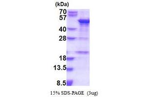 SDS-PAGE (SDS) image for Small Nuclear RNA Activating Complex, Polypeptide 1, 43kDa (SNAPC1) (AA 1-368) protein (His tag) (ABIN5853884) (SNAPC1 Protein (AA 1-368) (His tag))
