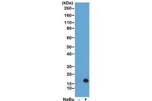 Western blot of acid extracts from HeLa cells untreated (-) or treated (+) with sodium butyrate using recombinant H3K4ac antibody at 0. (Rekombinanter Histone 3 Antikörper  (acLys4))