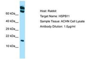 Image no. 1 for anti-Heat Shock Protein Family B (Small), Member 11 (HSPB11) (AA 59-108) antibody (ABIN6749884) (HSPB11 Antikörper  (AA 59-108))