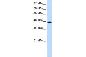 Western Blotting (WB) image for anti-tRNA Isopentenyltransferase 1 (TRIT1) antibody (ABIN2461883) (TRIT1 Antikörper)