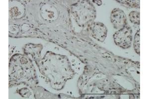 Image no. 1 for anti-Zinc Finger Protein 345 (ZNF345) (AA 1-112) antibody (ABIN466194) (ZNF345 Antikörper  (AA 1-112))