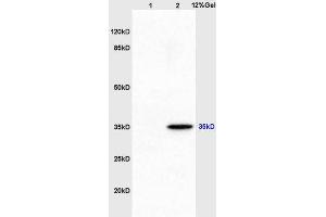Lane 1: mouse embryo lysates Lane 2: mouse brain lysates probed with Anti AIMP2 Polyclonal Antibody, Unconjugated (ABIN741300) at 1:200 in 4 °C. (AIMP2 Antikörper  (AA 201-300))