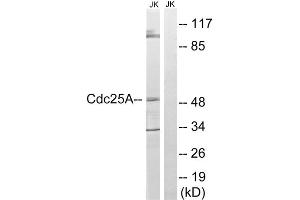 Western blot analysis of extracts from Jurkat cells, using CDC25A (epitope around residue 178) antibody. (CDC25A Antikörper  (Ser178))
