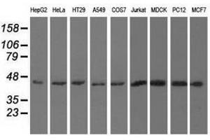 Image no. 2 for anti-U2AF Homology Motif (UHM) Kinase 1 (UHMK1) antibody (ABIN1501672) (UHMK1 Antikörper)