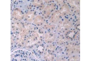 IHC-P analysis of kidney tissue, with DAB staining. (IL12A Antikörper  (AA 23-219))