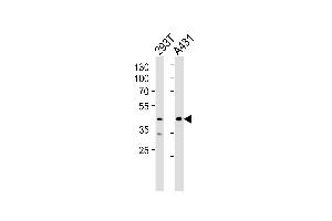 Western blot analysis of lysates from 293T, A431 cell line (from left to right), using CSNK2A1 Antibody (Center) (ABIN1944758 and ABIN2843651). (CSNK2A1/CK II alpha Antikörper  (AA 162-195))