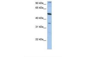 Image no. 1 for anti-Plexin Domain Containing 1 (PLXDC1) (AA 74-123) antibody (ABIN6749741) (PLXDC1 Antikörper  (AA 74-123))