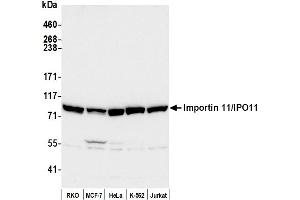 Western Blotting (WB) image for anti-Importin 11 (IPO11) (AA 925-975) antibody (ABIN7450360) (Importin 11 Antikörper  (AA 925-975))