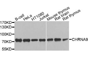 Western blot analysis of extracts of various cell lines, using CHRNA9 antibody.