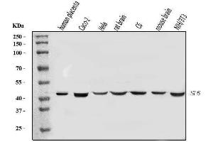 Western blot analysis of SP6 using anti-SP6 antibody (ABIN7599709).