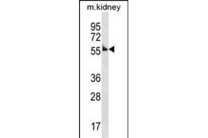 Mouse Ccna1 Antibody (Center) (ABIN1537914 and ABIN2838339) western blot analysis in mouse kidney tissue lysates (35 μg/lane). (Cyclin A1 Antikörper  (AA 162-188))
