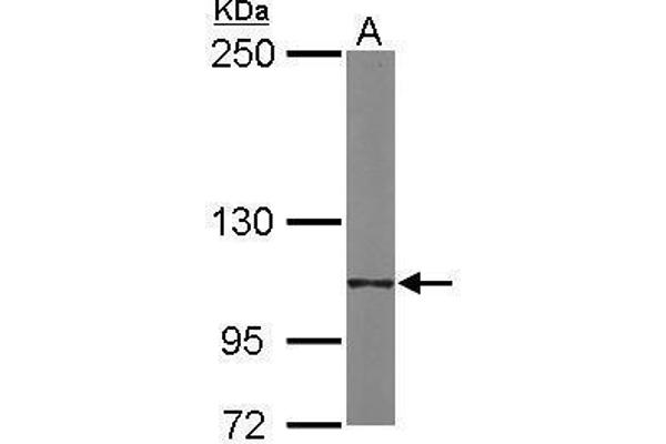 ITGA6 Antikörper  (Internal Region)