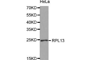 Western Blotting (WB) image for anti-Ribosomal Protein L13 (RPL13) (AA 1-211) antibody (ABIN1682571) (RPL13 Antikörper  (AA 1-211))