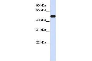 WB Suggested Anti-MNDA Antibody Titration:  0. (MNDA Antikörper  (C-Term))