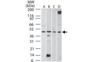 Western blot analysis of AURKA in A) HCT-116, B) human testis, C) mouse testis, and D) rat testis lysate.