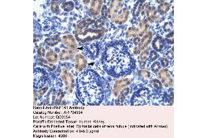 Human kidney (RNF141 Antikörper  (Middle Region))
