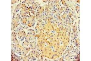 Immunohistochemistry of paraffin-embedded human pancreatic tissue using ABIN7171175 at dilution of 1:100