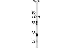 Western blot analysis in WiDr cell line lysates (35ug/lane) using NT5C2 Antibody . (NT5C2 Antikörper  (N-Term))
