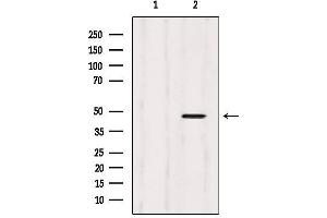 Western blot analysis of extracts from 293, using CtBP2 Antibody. (CTBP2 Antikörper  (C-Term))