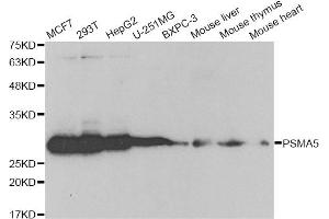 Western blot analysis of extracts of various cell lines, using PSMA5 antibody (ABIN6292510) at 1:1000 dilution. (PSMA5 Antikörper)