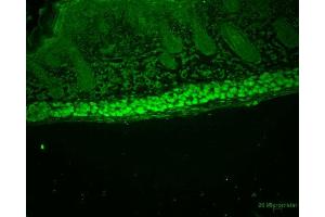 Immunohistochemistry analysis using Rat Anti-Aha1 Monoclonal Antibody, Clone 25F2. (AHSA1 Antikörper  (FITC))