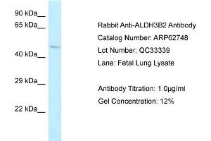 Western Blotting (WB) image for anti-Aldehyde Dehydrogenase 3 Family, Member B2 (ALDH3B2) (C-Term) antibody (ABIN2789234)