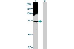 Western Blot analysis of PHF1 expression in transfected 293T cell line by PHF1 MaxPab polyclonal antibody. (PHF1 Antikörper  (AA 1-567))