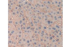 IHC-P analysis of Mouse Tissue, with DAB staining. (IL-6 Receptor Antikörper  (AA 205-347))
