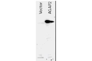 Image no. 1 for anti-ArfGAP with GTPase Domain, Ankyrin Repeat and PH Domain 2 (AGAP2) (AA 1-836), (N-Term) antibody (ABIN401036)