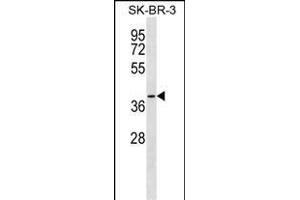 SFXN3 Antibody (C-term) (ABIN1537061 and ABIN2849990) western blot analysis in SK-BR-3 cell line lysates (35 μg/lane). (SFXN3 Antikörper  (C-Term))