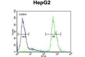 Fow cytometric analysis of HepG2 cells using MAMSTR Antibody (N-term) Cat. (MAMSTR Antikörper  (N-Term))
