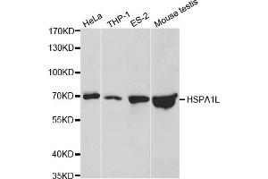 Western blot analysis of extracts of various cell lines, using HSPA1L antibody (ABIN5970952) at 1/500 dilution. (HSPA1L Antikörper)