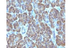 Formalin-fixed, paraffin-embedded human pancreas stained with TOP1MT antibody (TOP1MT/488). (TOP1MT Antikörper)