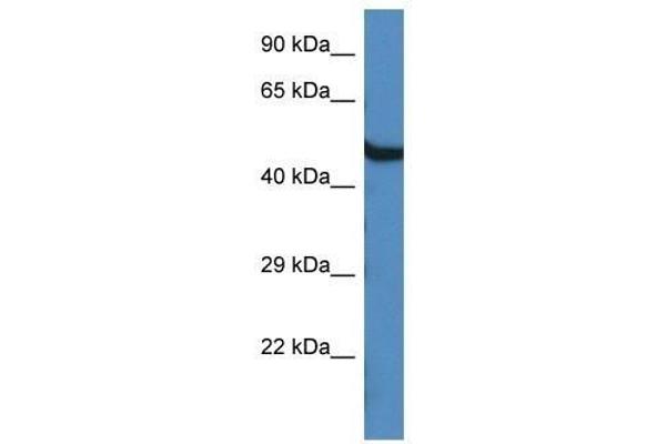 OASL Antikörper  (C-Term)