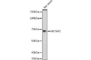 Western blot analysis of extracts of Rat testis, using MET Rabbit mAb (ABIN7268490) at 1:1000 dilution. (METAP2 Antikörper)