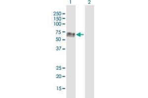 Western Blot analysis of QSOX1 expression in transfected 293T cell line ( H00005768-T01 ) by QSOX1 MaxPab polyclonal antibody. (QSOX1 Antikörper)