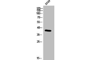 Western Blot analysis of A549 cells using GPR100 Polyclonal Antibody (RXFP4 Antikörper  (C-Term))