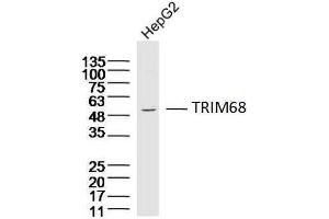 Hepg2 lysates probed with TRIM68 Polyclonal Antibody, Unconjugated  at 1:300 dilution and 4˚C overnight incubation.