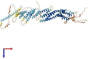Coiled-Coil Domain Containing 142 (CCDC142) (AA 1-750) protein (His tag)