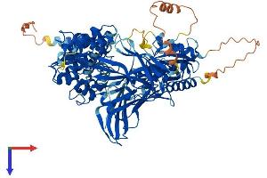 FBXO11 Protein (AA 1-846) (His tag)