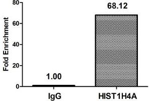 Chromatin Immunoprecipitation Hela (4*10 6 ) were treated with Micrococcal Nuclease, sonicated, and immunoprecipitated with 8 μg anti-HIST1H4A (ABIN7139153) or a control normal rabbit IgG. (HIST1H4A Antikörper  (acLys12))