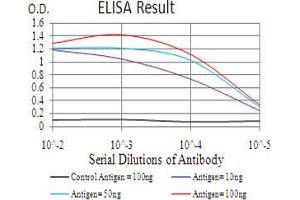 Fig. (THAP1 Antikörper  (AA 1-213))