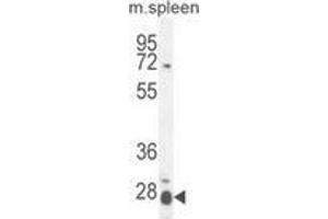 Western blot analysis in mouse spleen tissue lysates (35ug/lane) using Interleukin-17B / IL17B  Antibody .