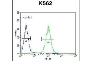 Z Antibody (N-term) (ABIN654465 and ABIN2844198) flow cytometric analysis of K562 cells (right histogram) compared to a negative control cell (left histogram). (ZNF169 Antikörper  (N-Term))