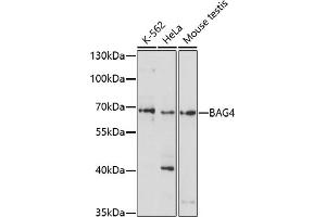 Western blot analysis of extracts of various cell lines, using B antibody (ABIN7265852) at 1:1000 dilution.