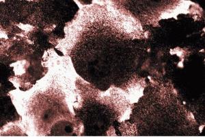 Immunofluorescent staining of NIH-3T3 cells. (PIK3CA Antikörper  (AA 101-300))