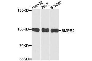 Western blot analysis of extracts of various cell lines, using BMPR2 antibody. (BMPR2 Antikörper  (AA 27-150))